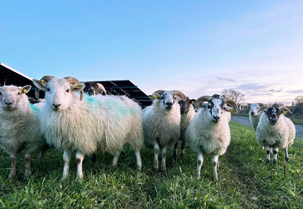 Beaulieu Solar Farm with grazing sheep - Power Capital