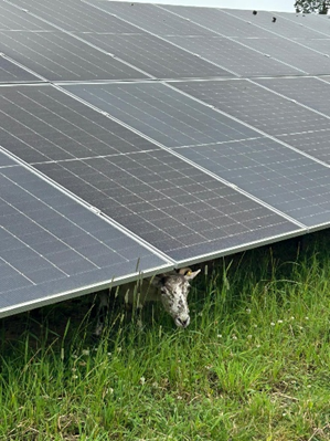 Sheep grazing under PV Panel